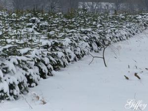 Winterzeit auf Gut Schoenau