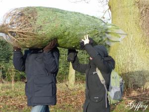 Weihnachtspräsent vom Chef Tannenbaumschlagen