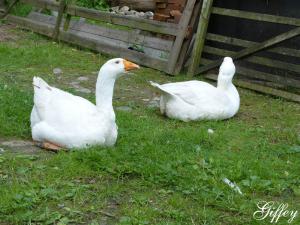 Gänsepaar im Museumsdorf Volksdorf