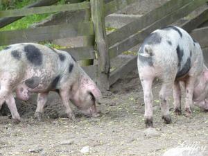 Tiere vom Museumsdorf Volksdorf